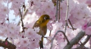 桜と鳥（春の画像）